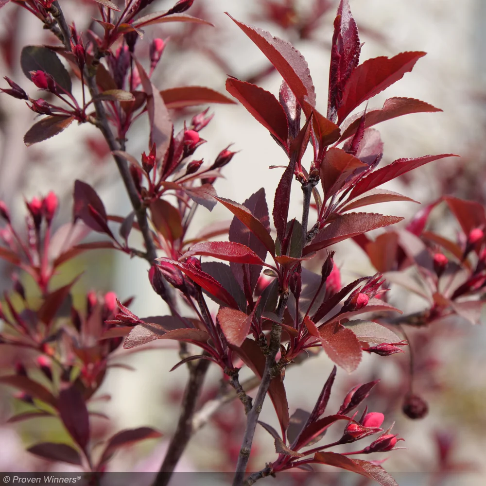 Crabapple, Show Time #7 - Image 3