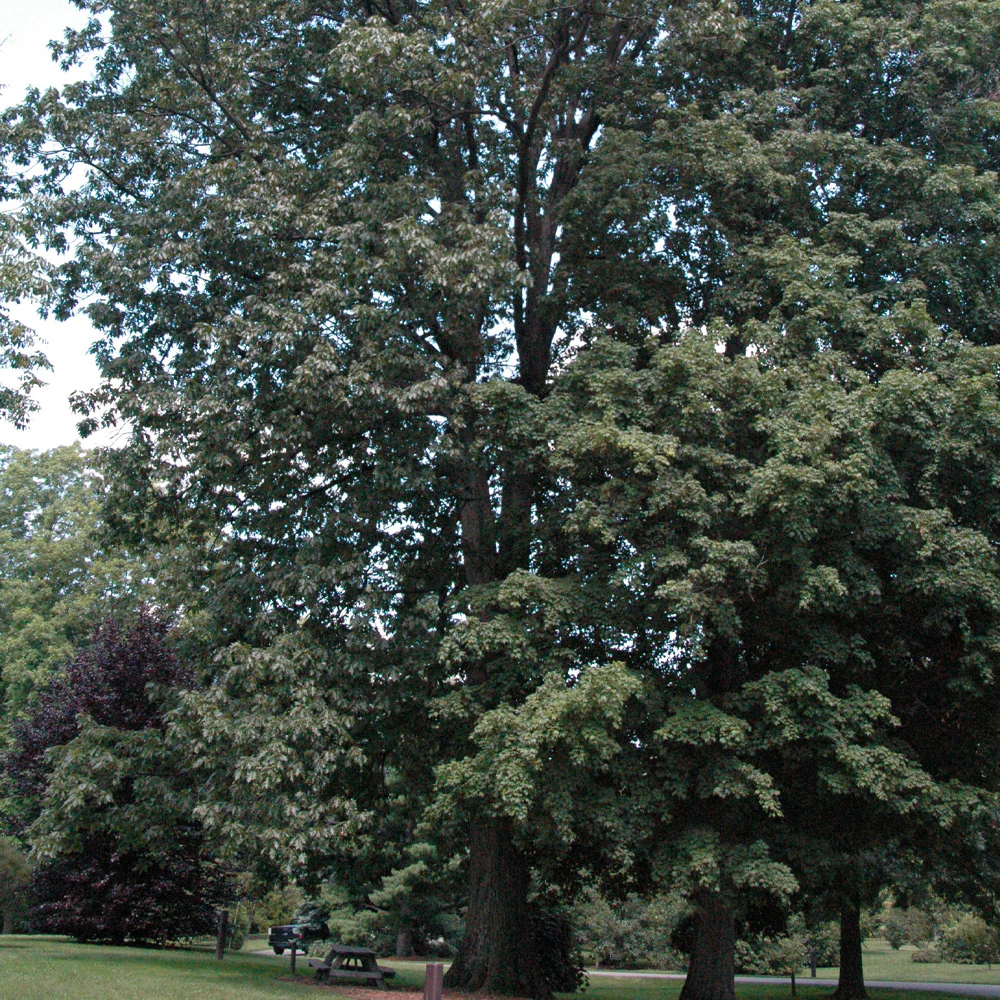 Red Oak, Northern #7 - Image 3