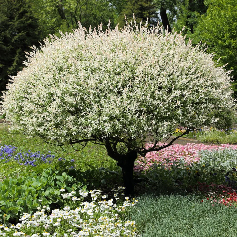 Willow, Hakuro Nishiki #3 - Image 3