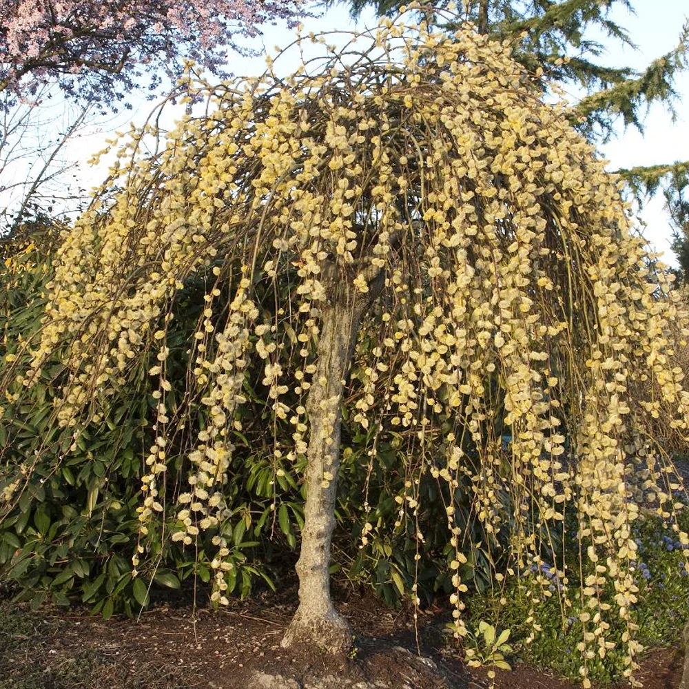 Willow, Kilmarnock #5 - Image 3