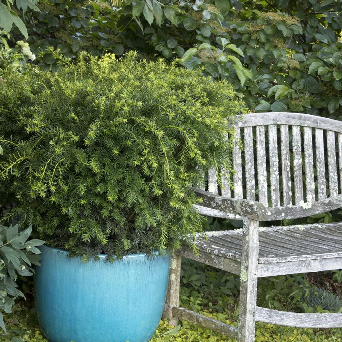 Yew, Densiformis - Image 3