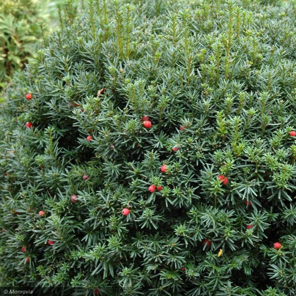 Yew, Hick's Upright #5 - Image 3